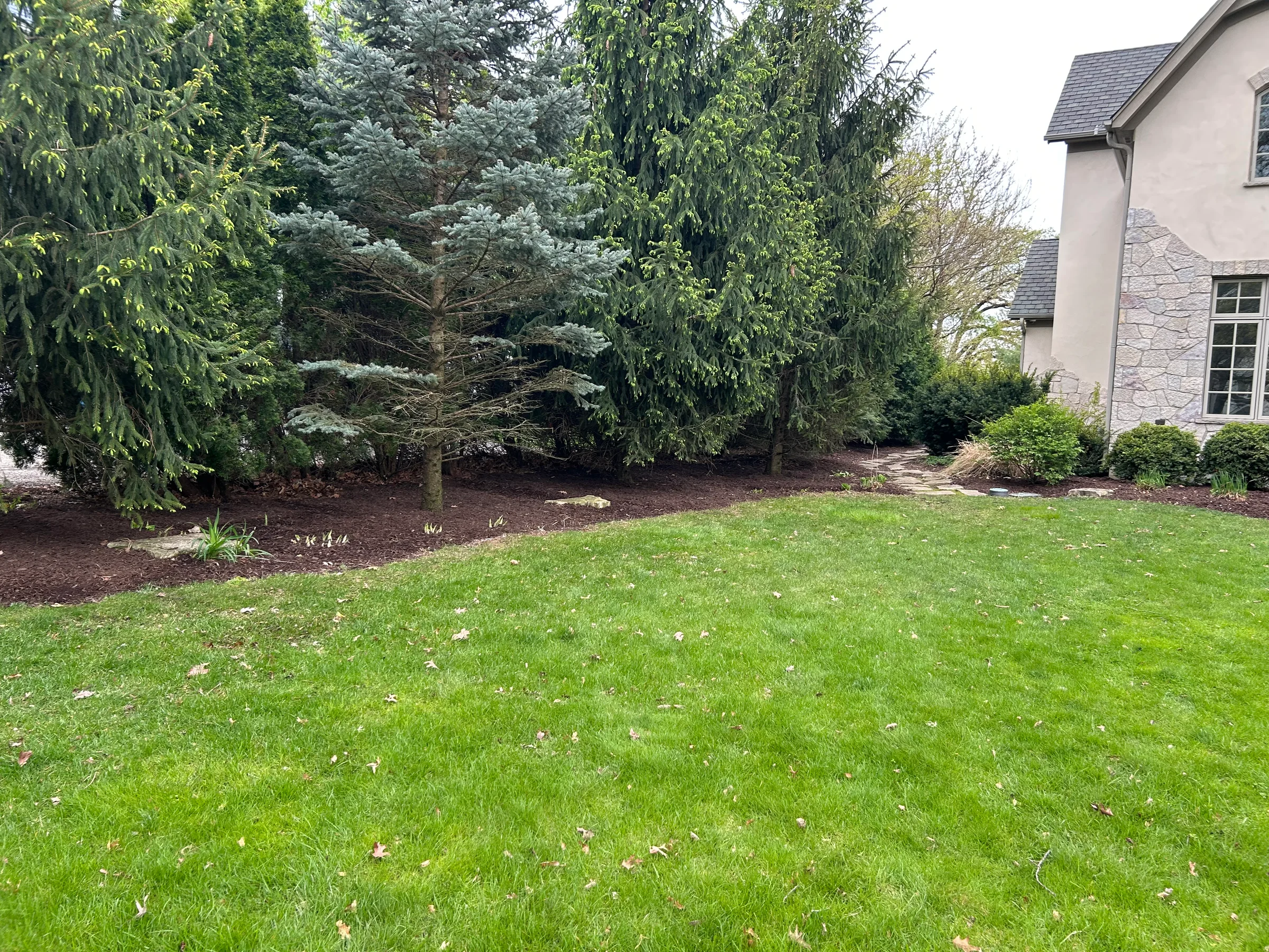 Lawn and mulched border beneath tall evergreens