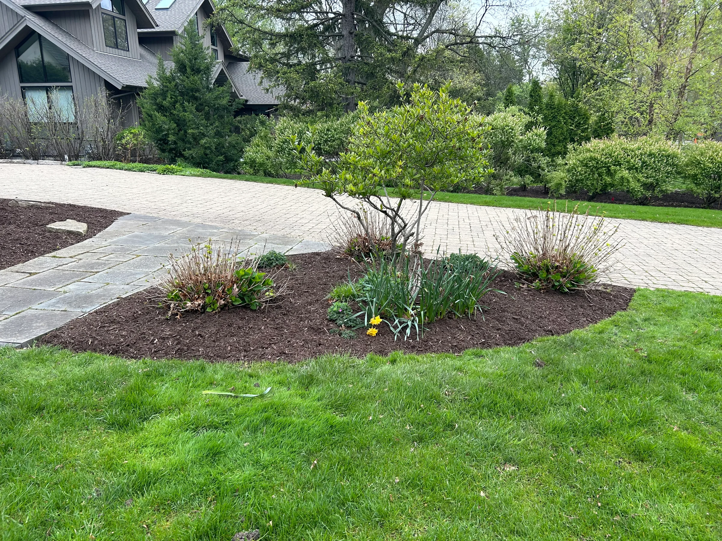 Curved mulch bed with small tree, spring planting, and a crisp lawn edge
