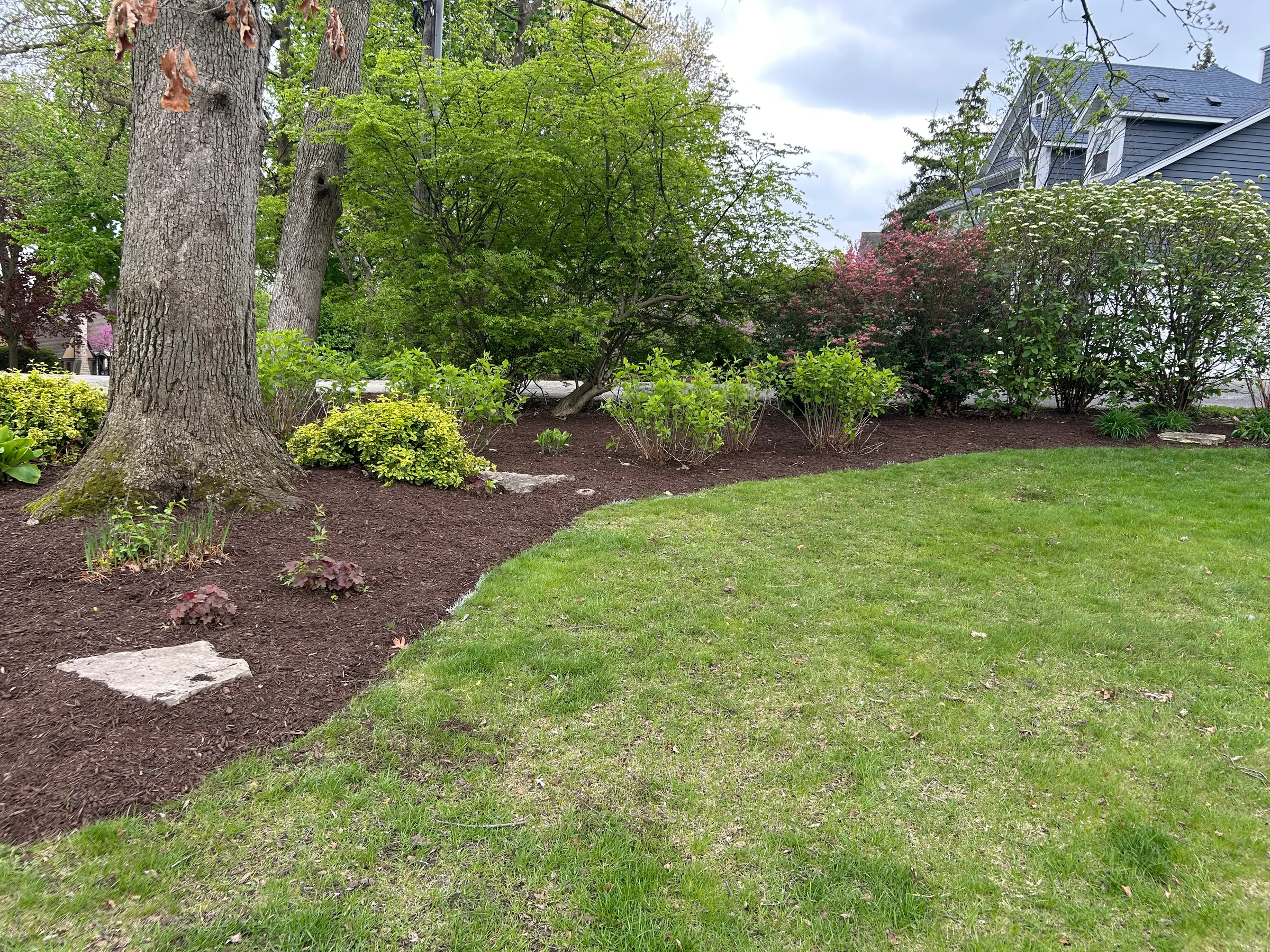 Mulched bed curving around mature trees beside a lawn